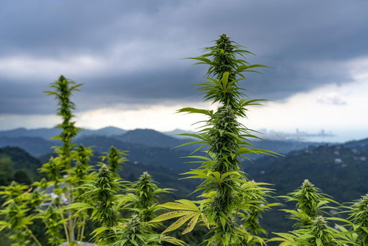 Le cannabis thaïlandais en plein changement