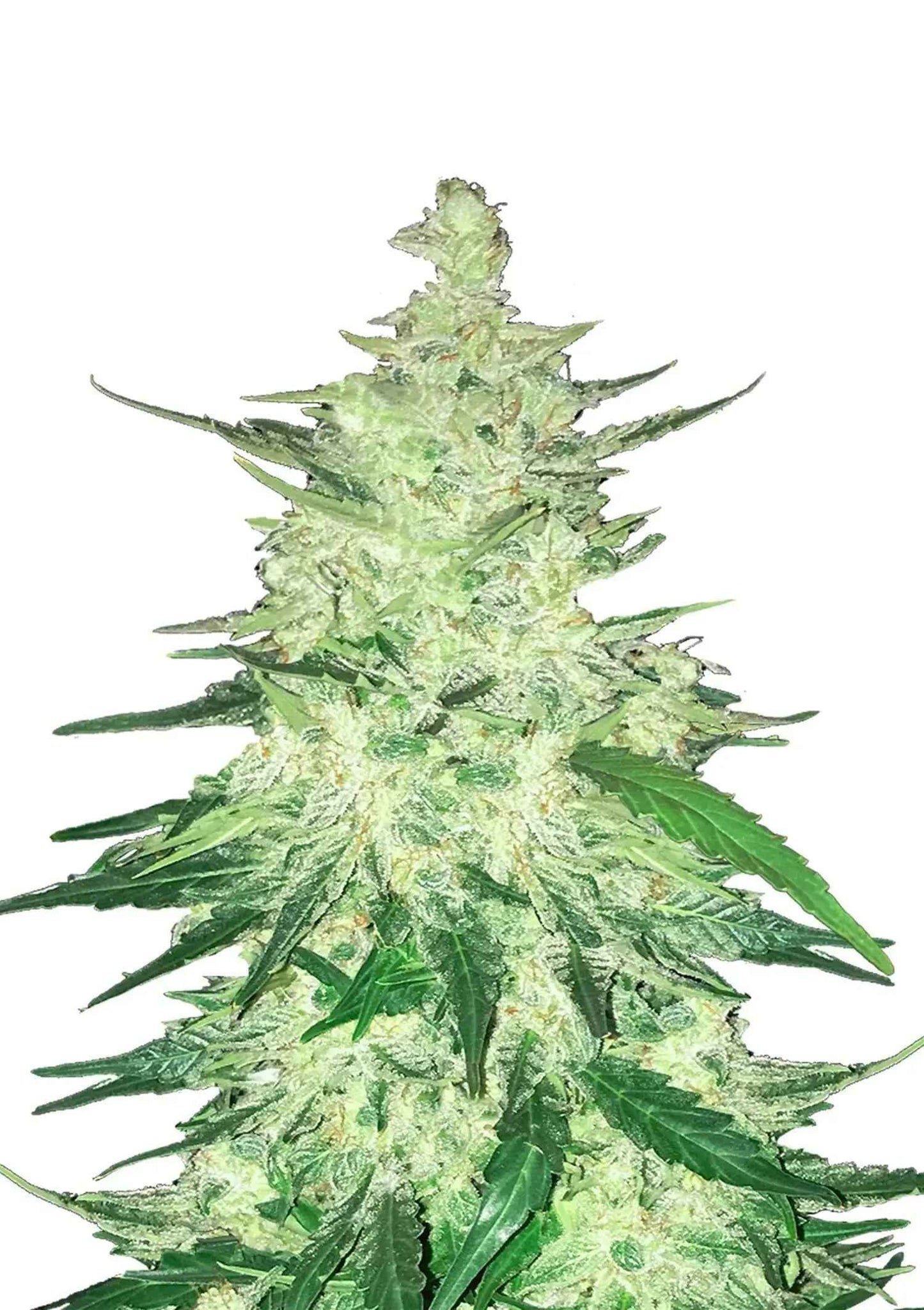 Fast Bud - CBD Auto 20/1