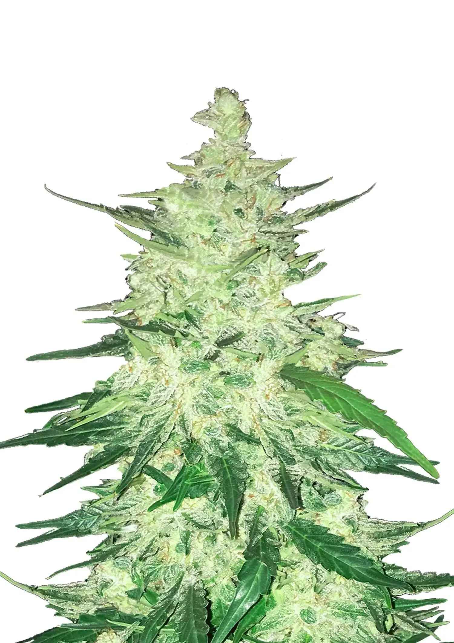 Fast Bud - CBD Auto 20/1