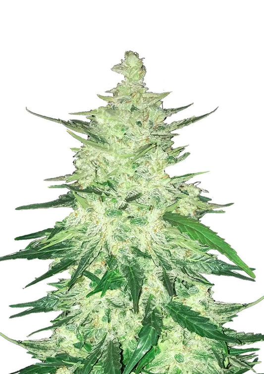 Fast Bud - CBD Auto 20/1
