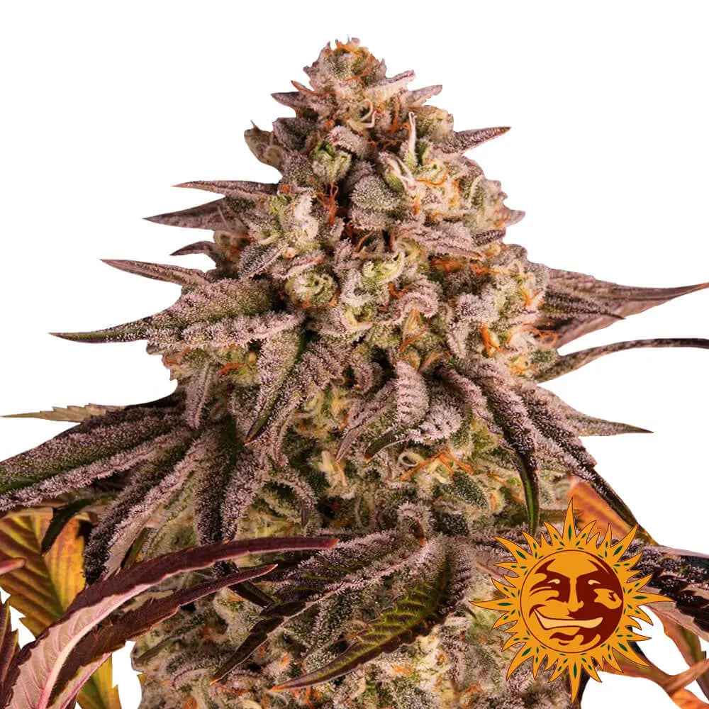 Barney’s Farm - Blue Sunset Sherbert - Féminisées