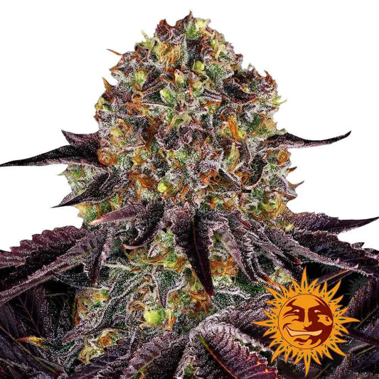 Barney’s Farm - Runtz x Layer Cake - Féminisées