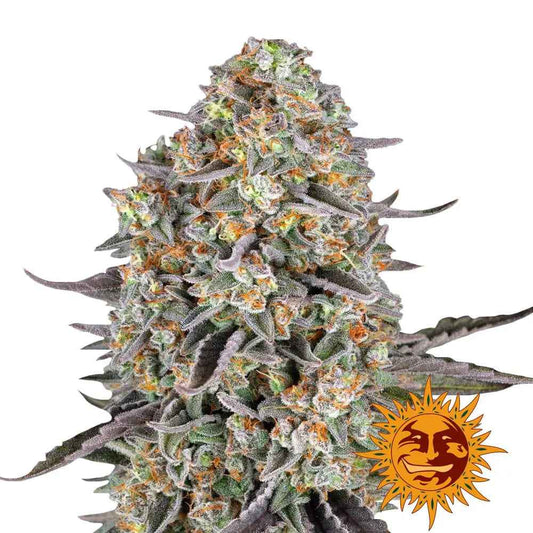 Barney’s Farm - Sour Strawberry - Féminisées