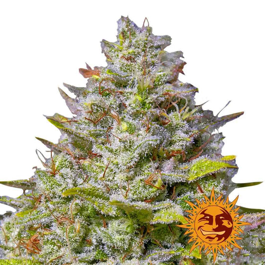 Barney’s Farm - Blue Gelato 41 - Féminisées