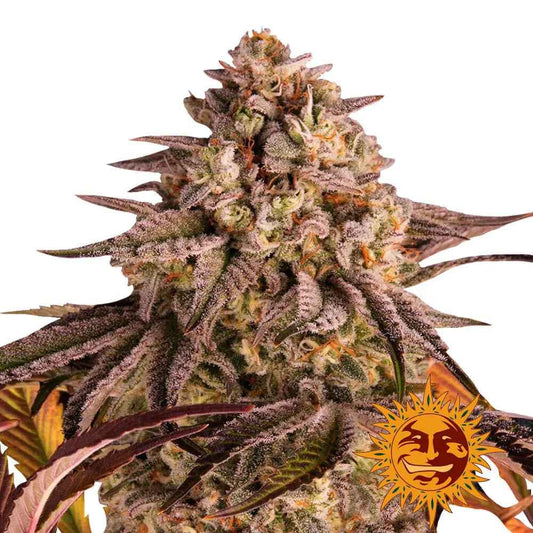 Barney’s Farm - Blue Sunset Sherbert - Féminisées