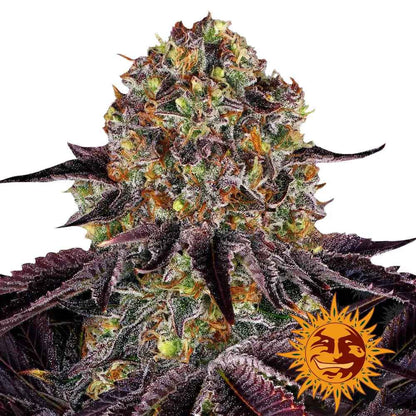 Barney’s Farm - Runtz x Layer Cake - Féminisées