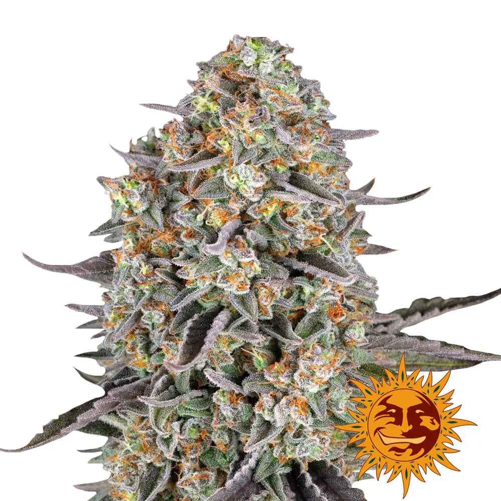 Barney’s Farm - Sour Strawberry - Féminisées